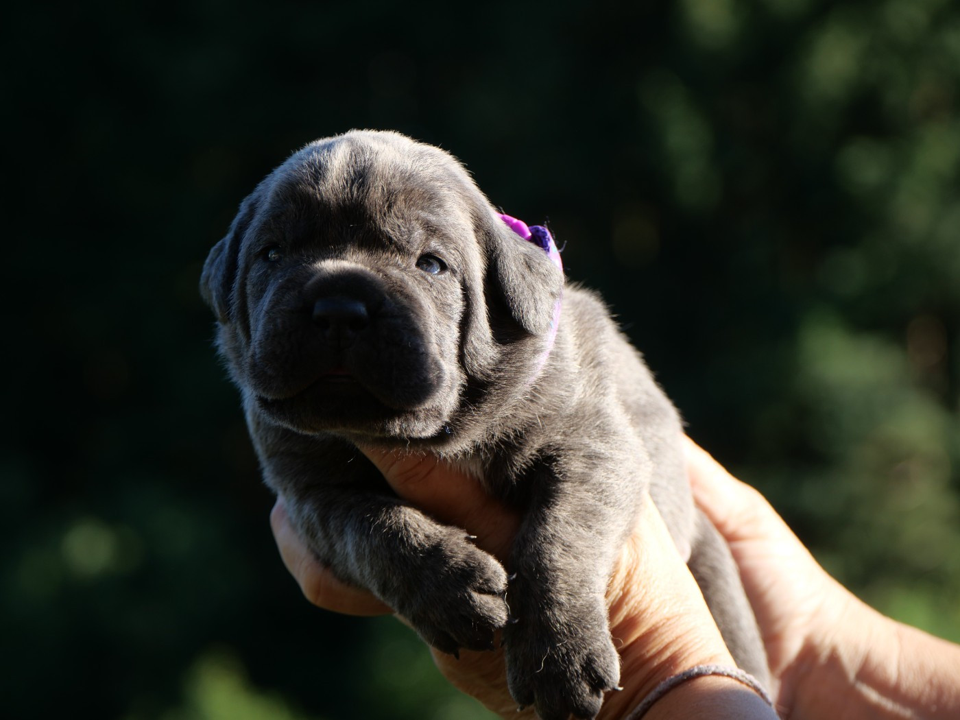 Des Monts D'Ardeche - Chiots disponibles - Cane Corso