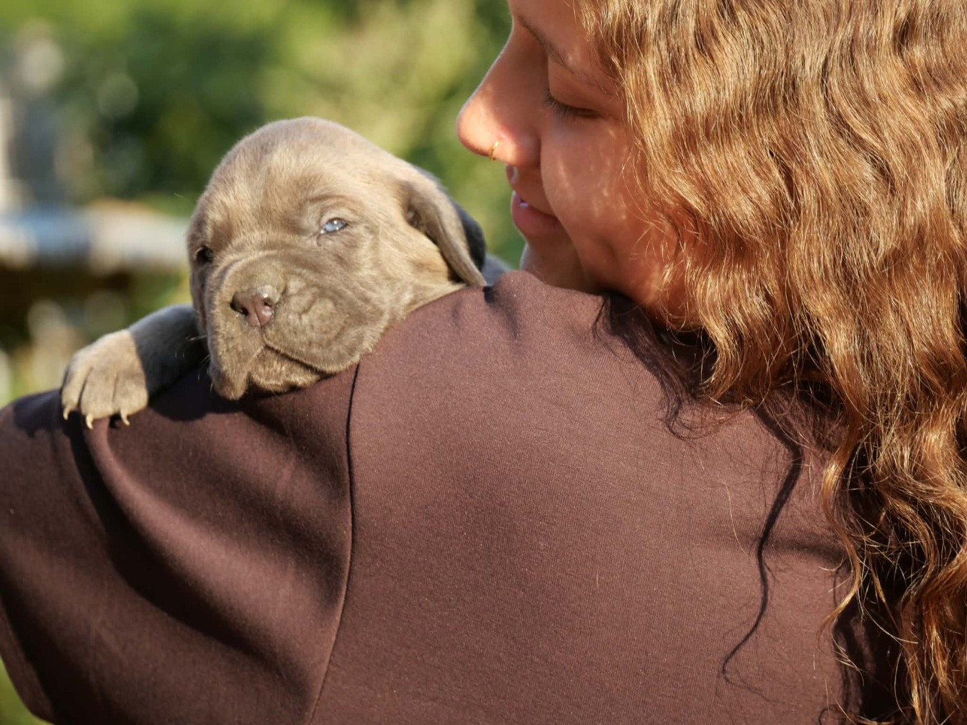 Des Monts D'Ardeche - Chiots disponibles - Cane Corso