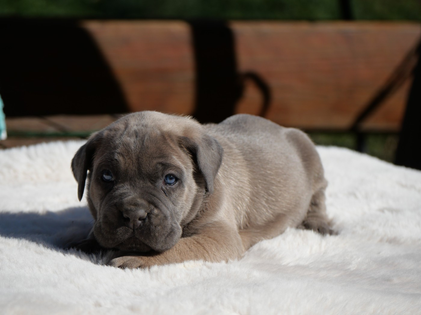 Des Monts D'Ardeche - Chiots disponibles - Cane Corso