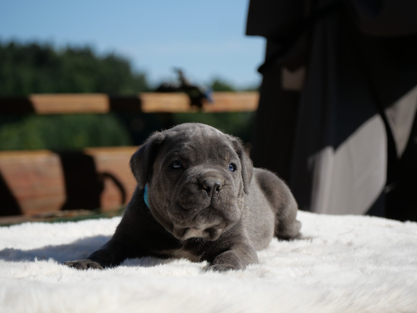 Des Monts D'Ardeche - Chiots disponibles - Cane Corso