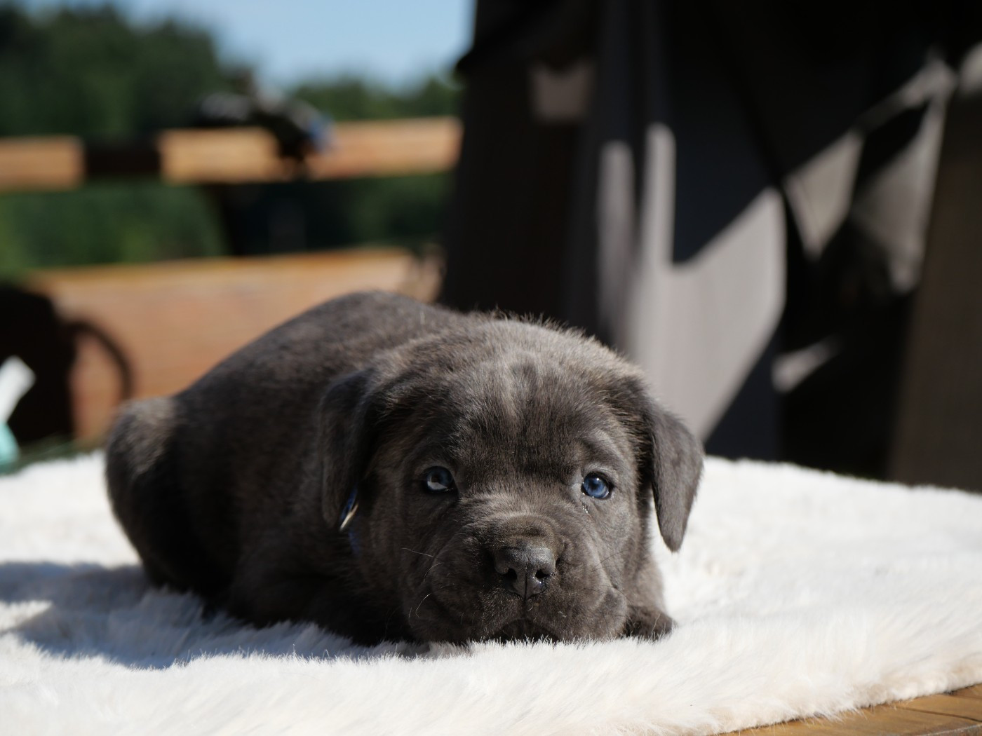 Des Monts D'Ardeche - Chiots disponibles - Cane Corso