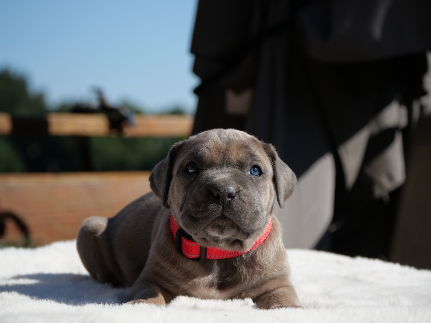 Des Monts D'Ardeche - Chiots disponibles - Cane Corso