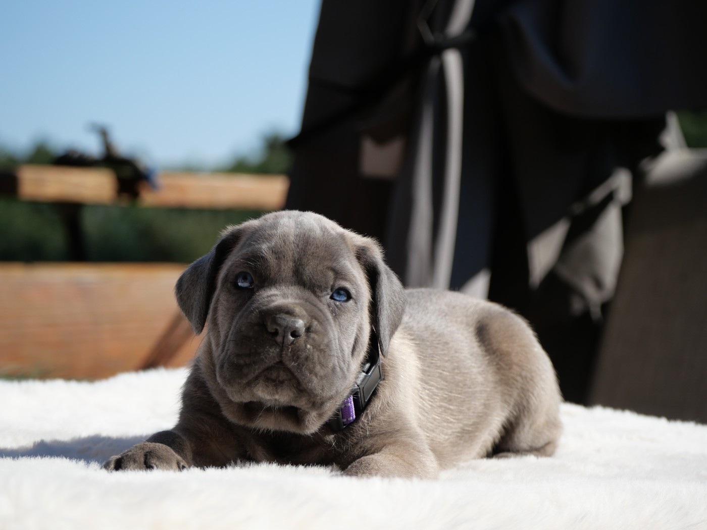 Des Monts D'Ardeche - Chiots disponibles - Cane Corso