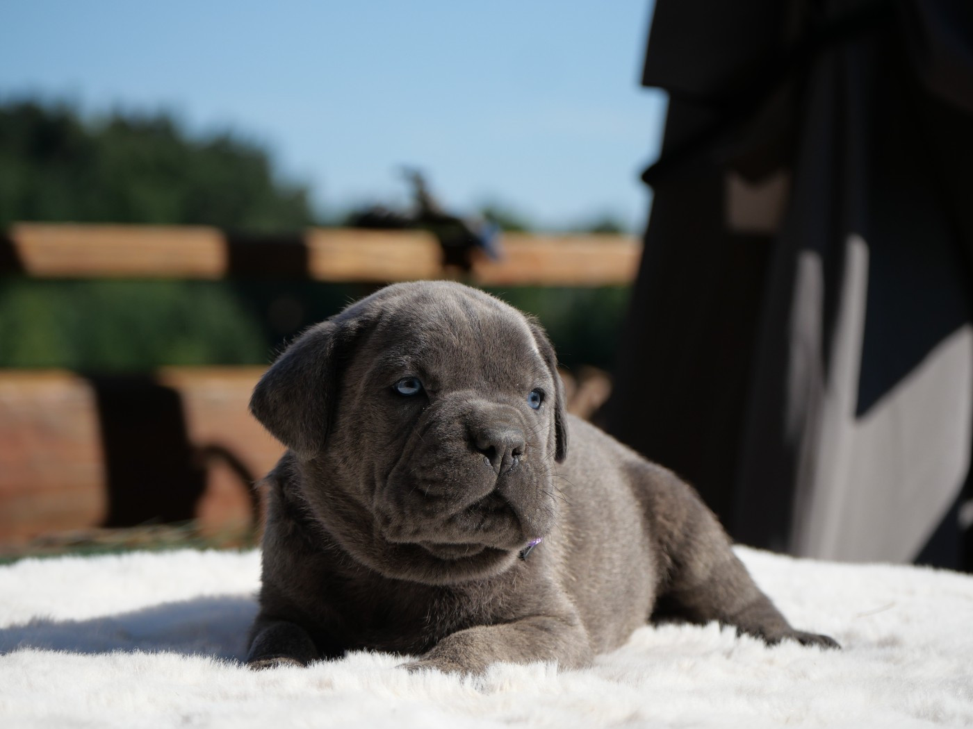 Des Monts D'Ardeche - Chiots disponibles - Cane Corso