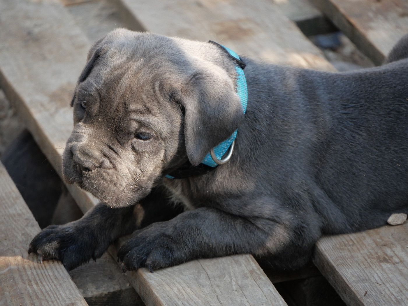 Des Monts D'Ardeche - Chiots disponibles - Cane Corso