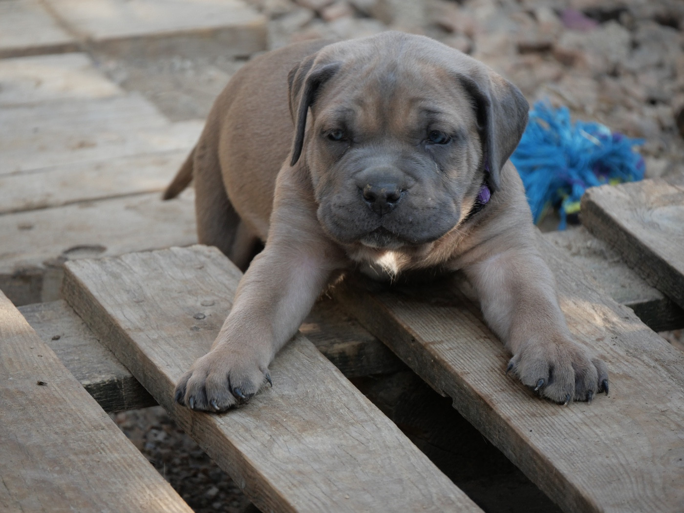 Des Monts D'Ardeche - Chiots disponibles - Cane Corso