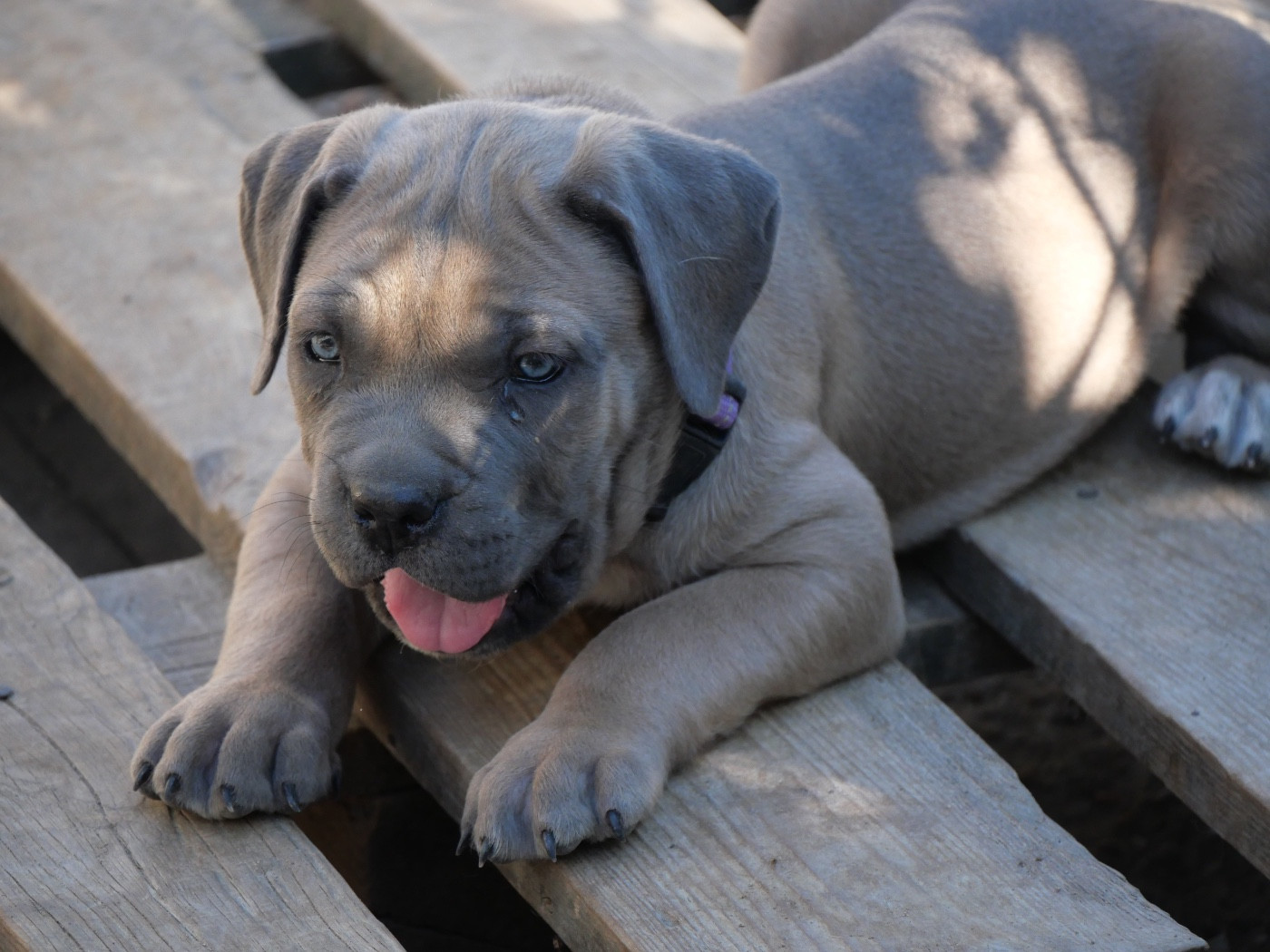 Des Monts D'Ardeche - Chiots disponibles - Cane Corso