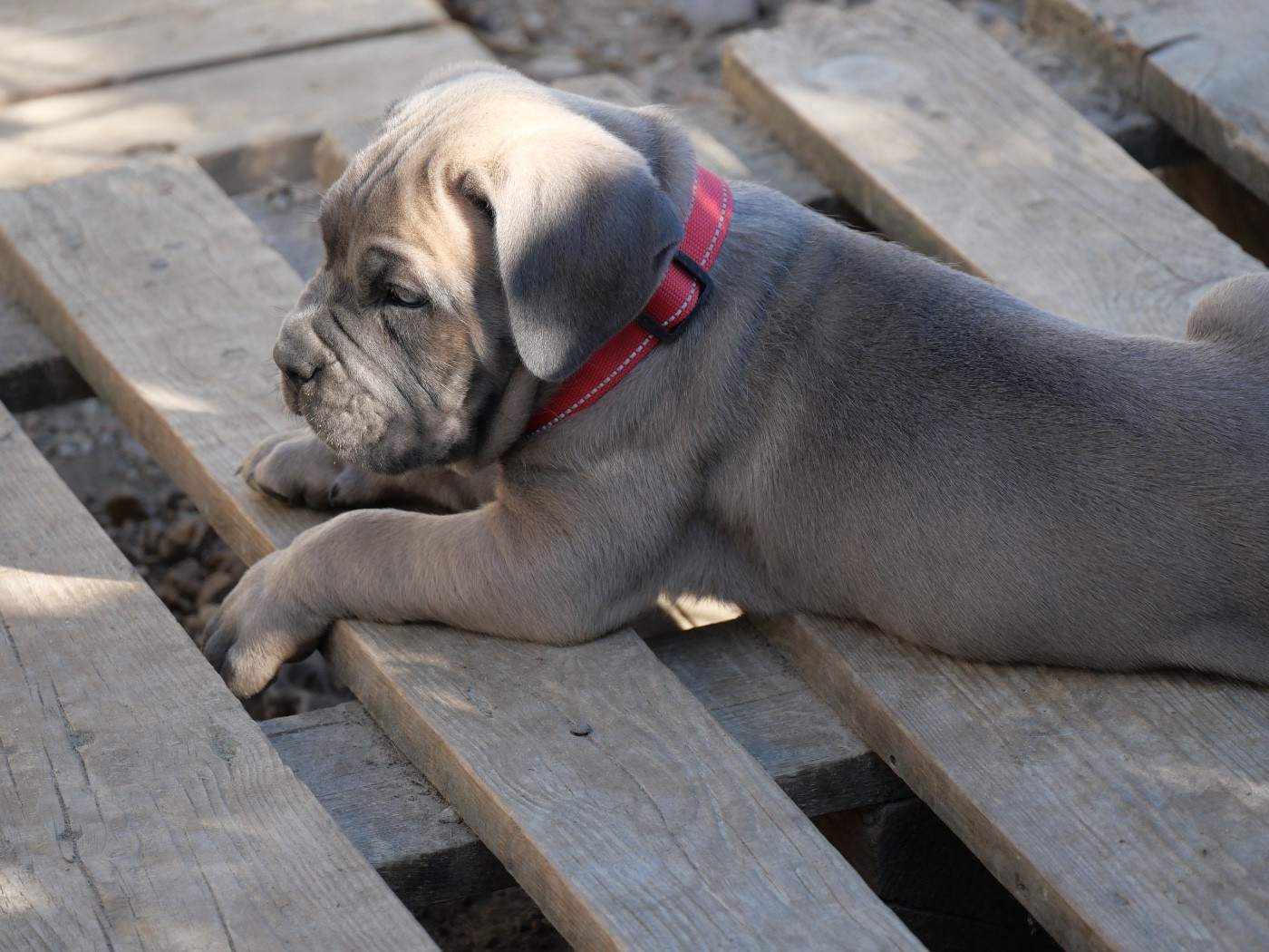 Des Monts D'Ardeche - Chiots disponibles - Cane Corso