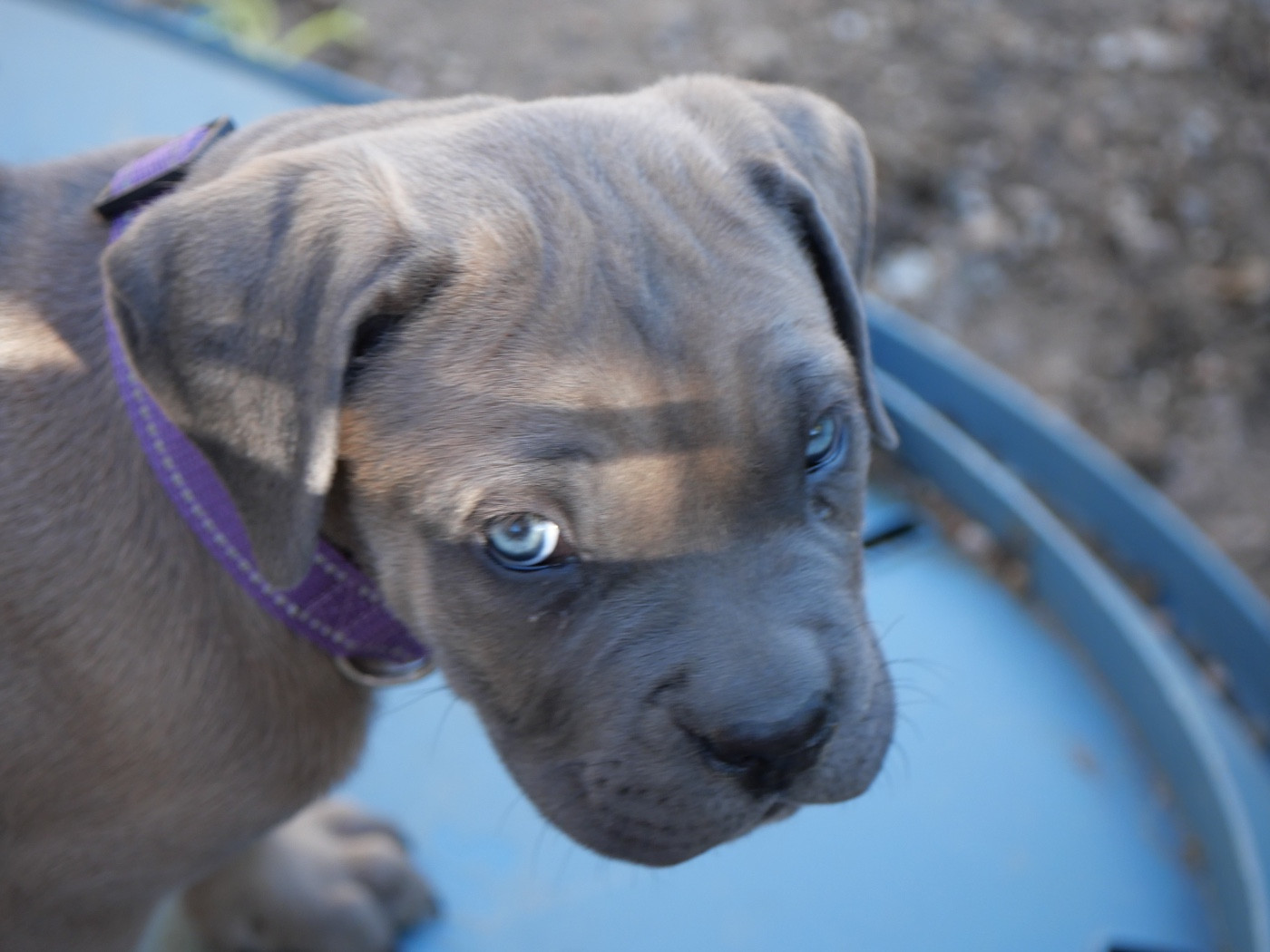 Des Monts D'Ardeche - Chiots disponibles - Cane Corso