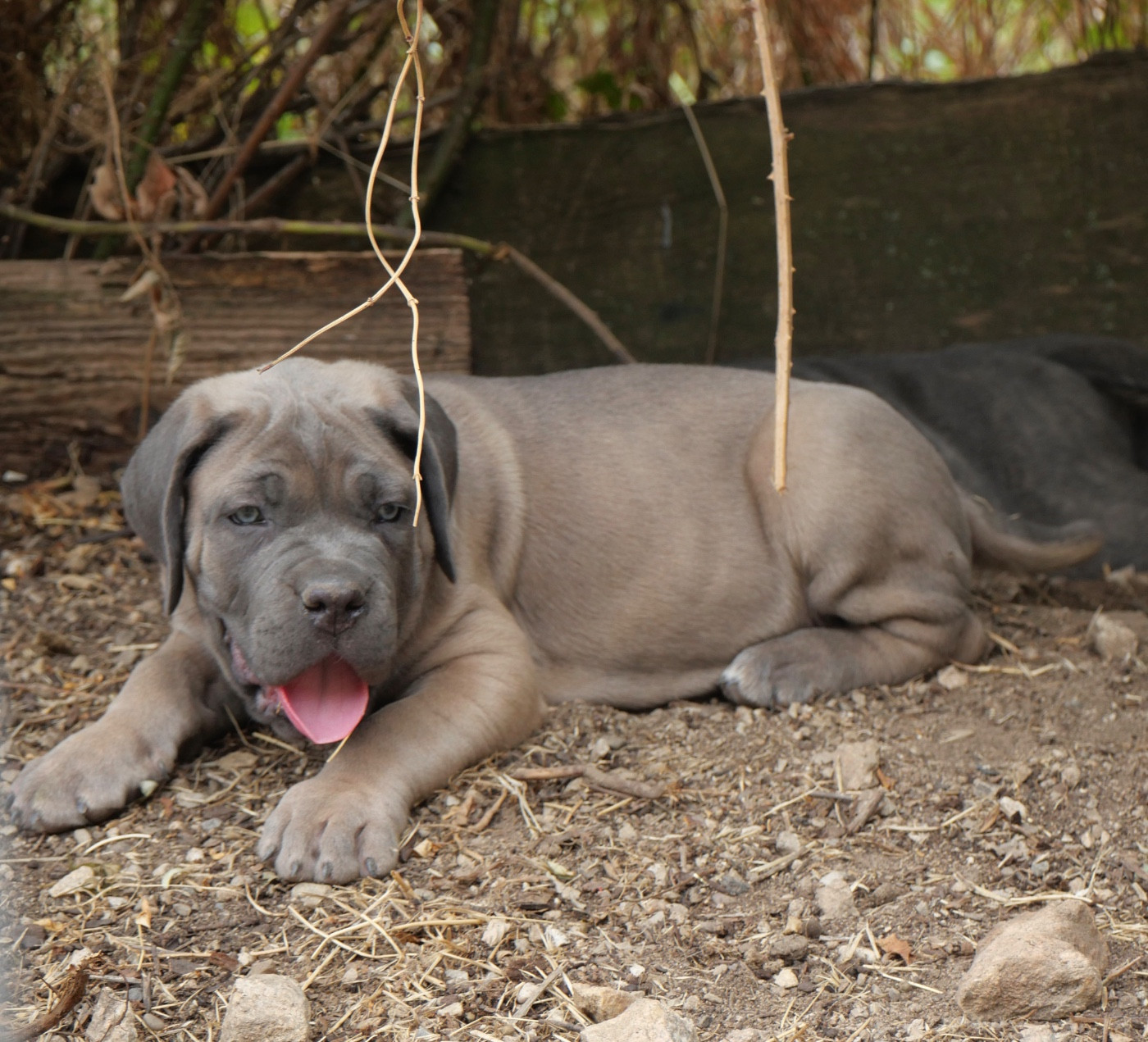 Des Monts D'Ardeche - Chiots disponibles - Cane Corso