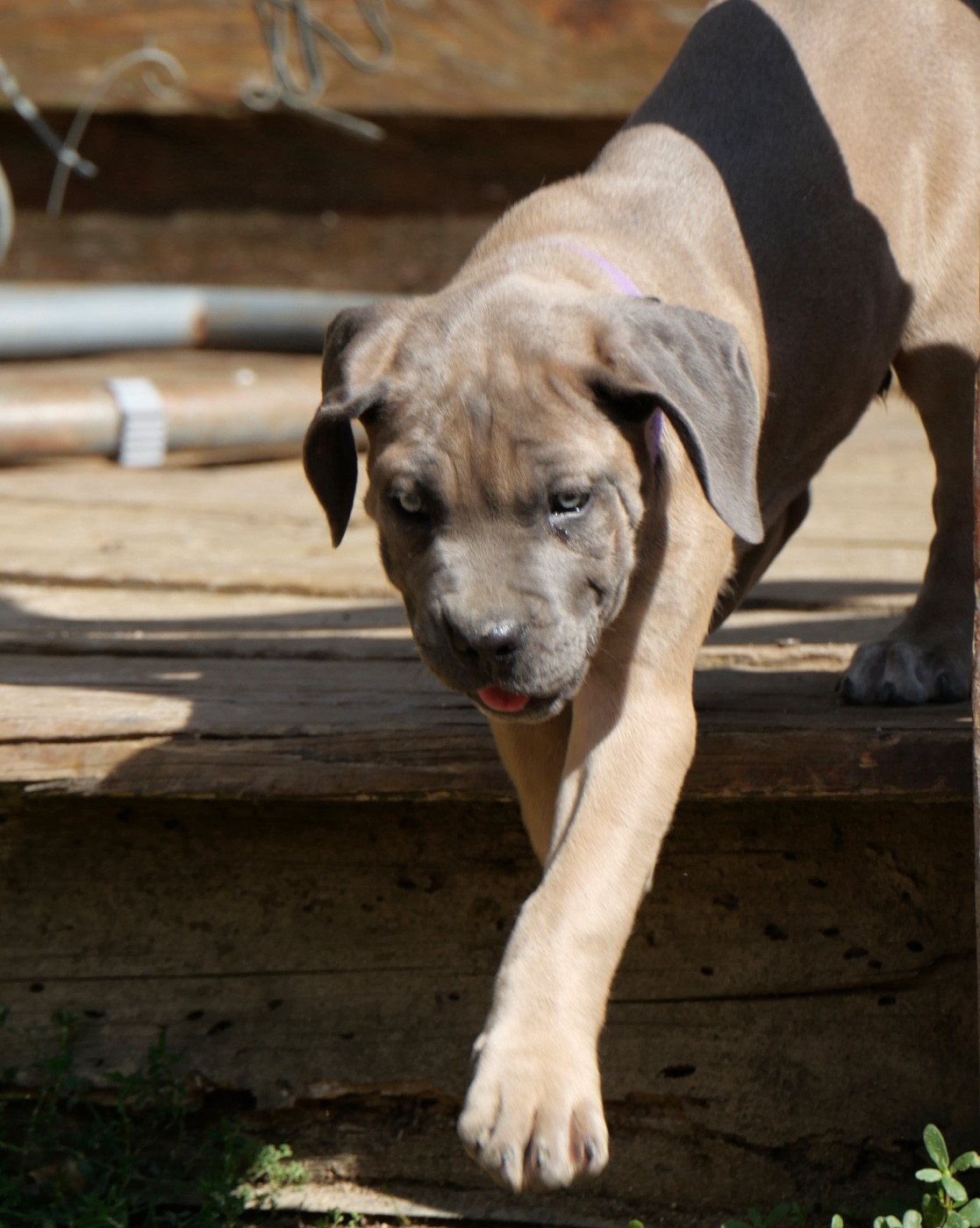 Des Monts D'Ardeche - Chiots disponibles - Cane Corso