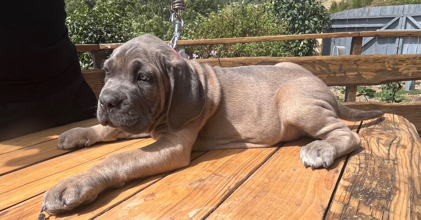 Des Monts D'Ardeche - Chiots disponibles - Cane Corso