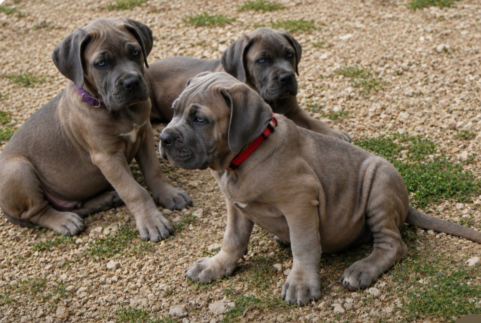 Des Monts D'Ardeche - Cane Corso - Portée née le 21/06/2026