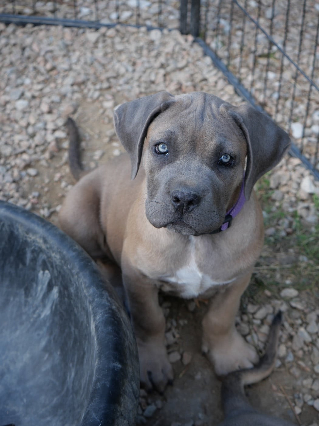 Des Monts D'Ardeche - Chiots disponibles - Cane Corso