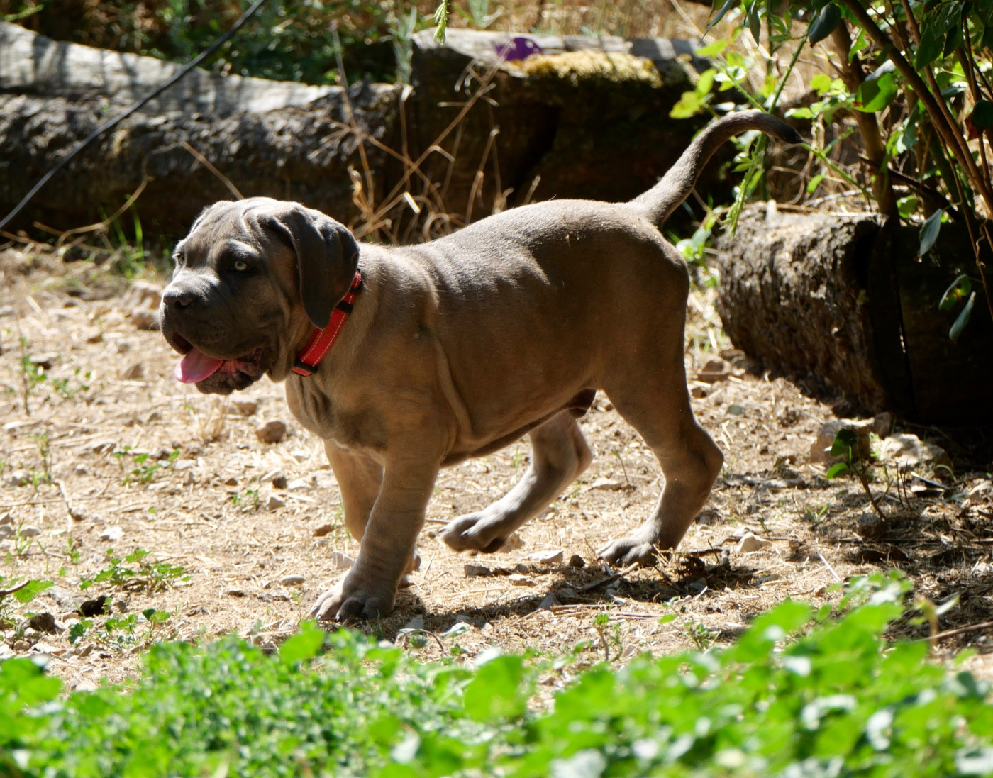 Des Monts D'Ardeche - Chiots disponibles - Cane Corso