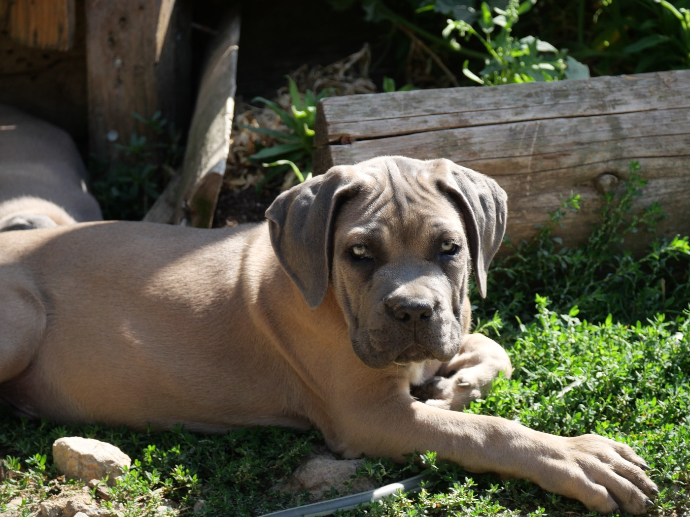 Des Monts D'Ardeche - Chiots disponibles - Cane Corso