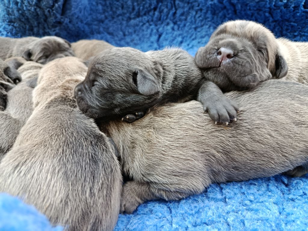 Chiot Cane Corso Des Monts D'Ardeche