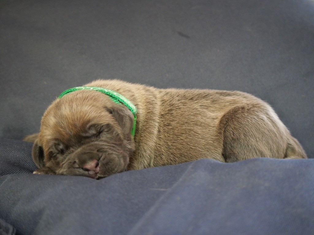 Des  Monts D'Ardeche - Chiots disponibles - Cane Corso