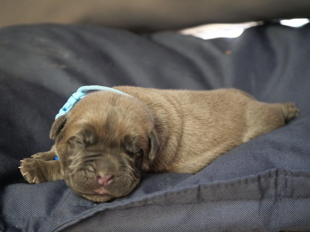 Des  Monts D'Ardeche - Chiots disponibles - Cane Corso