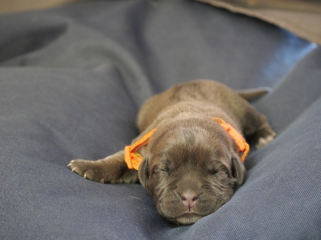 Des  Monts D'Ardeche - Chiots disponibles - Cane Corso