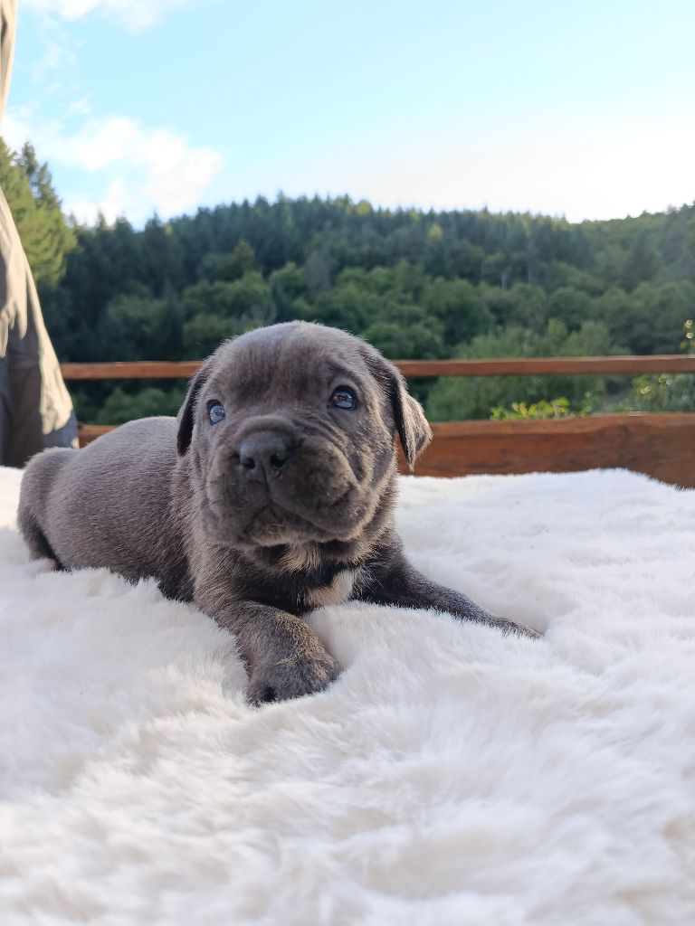 Des  Monts D'Ardeche - Chiots disponibles - Cane Corso