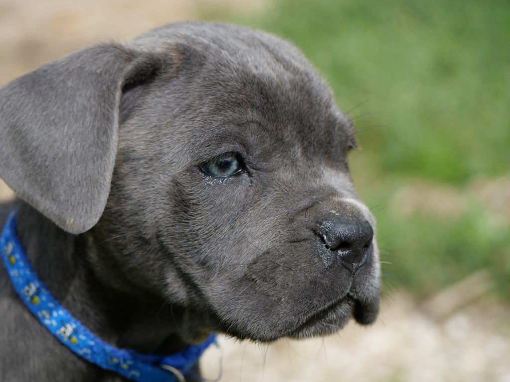 Chiot Cane Corso Des  Monts D'Ardeche
