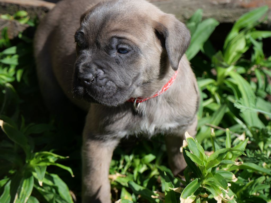 Des  Monts D'Ardeche - Chiots disponibles - Cane Corso