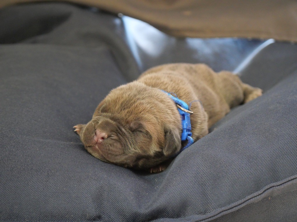Des  Monts D'Ardeche - Chiots disponibles - Cane Corso