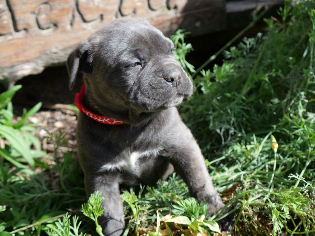 Des  Monts D'Ardeche - Chiots disponibles - Cane Corso