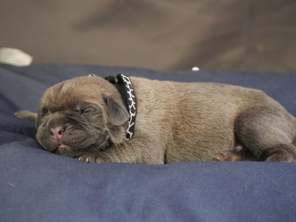 Des  Monts D'Ardeche - Chiots disponibles - Cane Corso