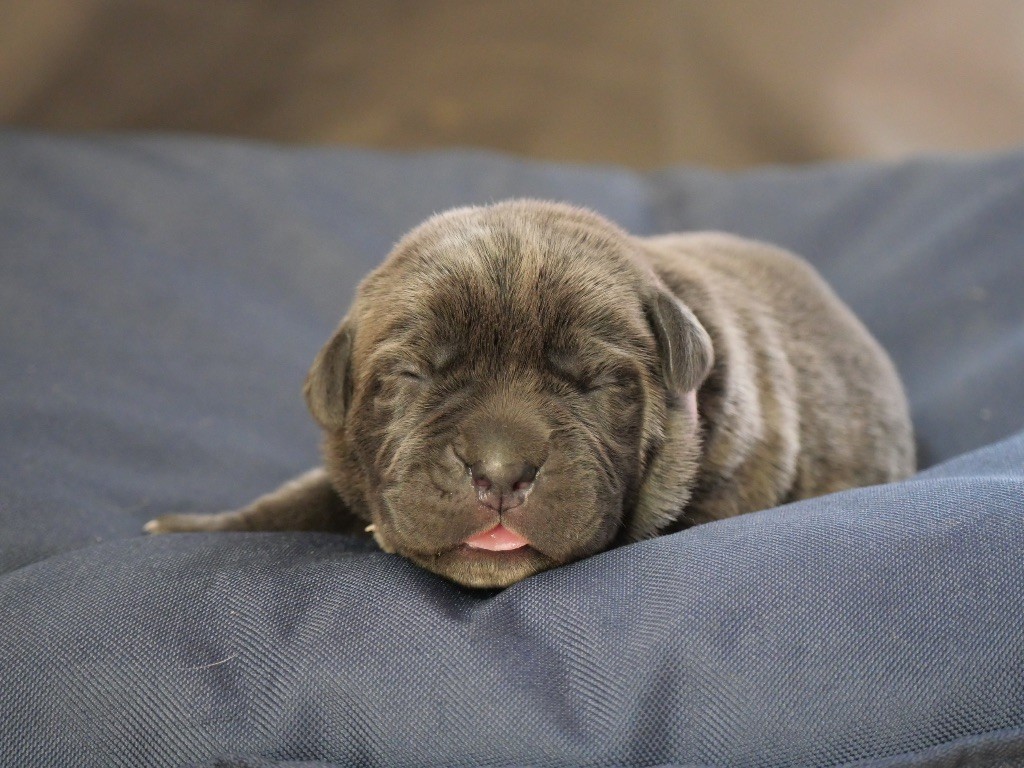 Des  Monts D'Ardeche - Chiots disponibles - Cane Corso