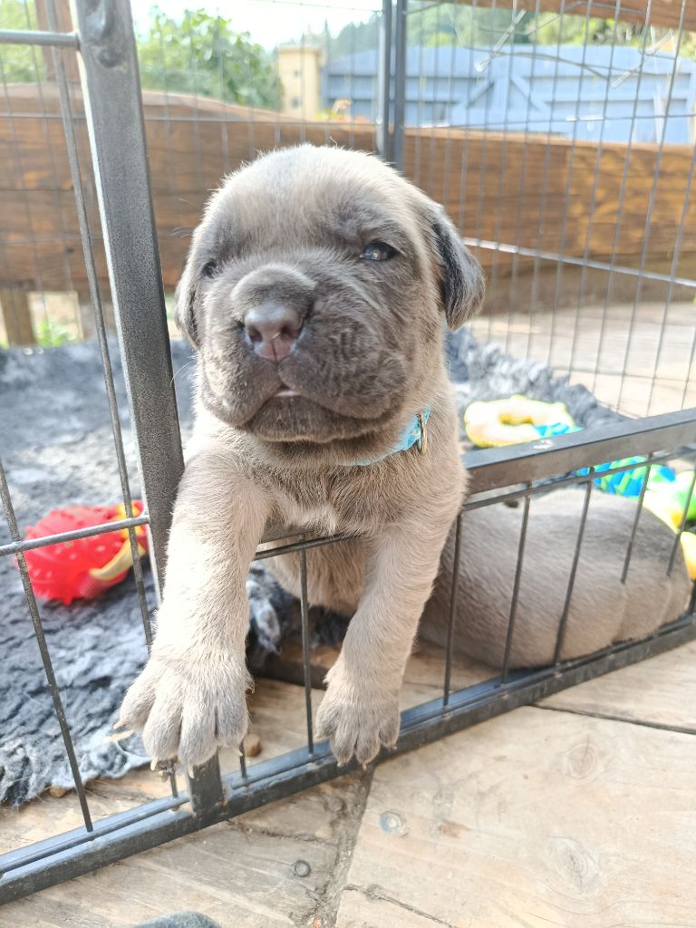 Des  Monts D'Ardeche - Chiots disponibles - Cane Corso