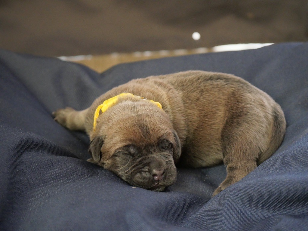 Des  Monts D'Ardeche - Chiots disponibles - Cane Corso