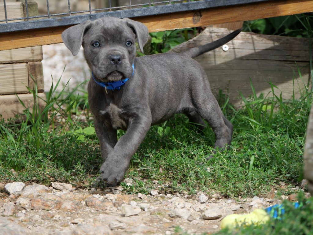Des  Monts D'Ardeche - Chiots disponibles - Cane Corso