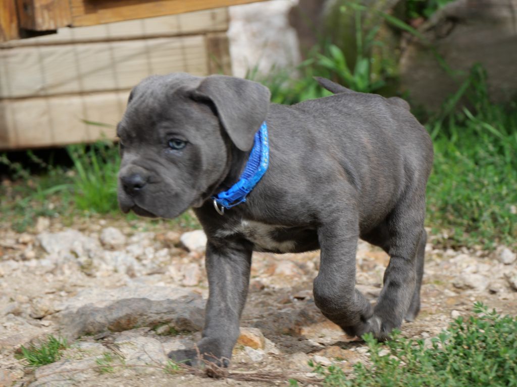 Chiot Cane Corso Des  Monts D'Ardeche